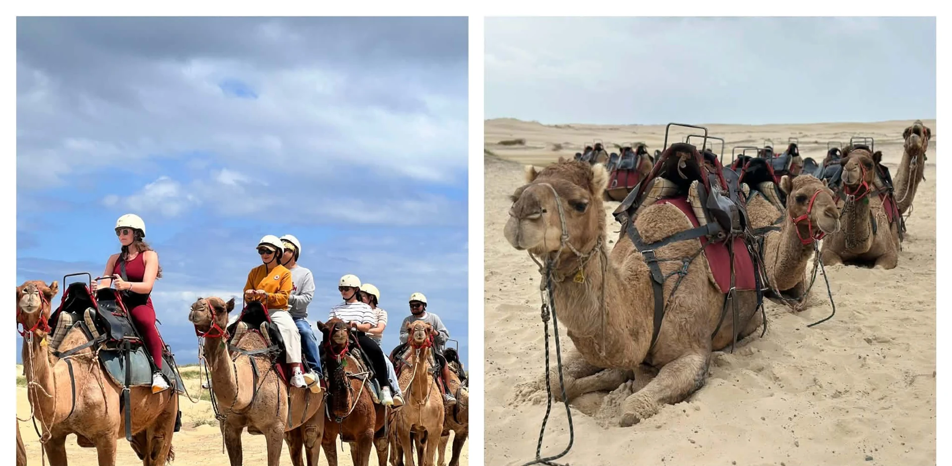 Oakfield Ranch Camel Rides