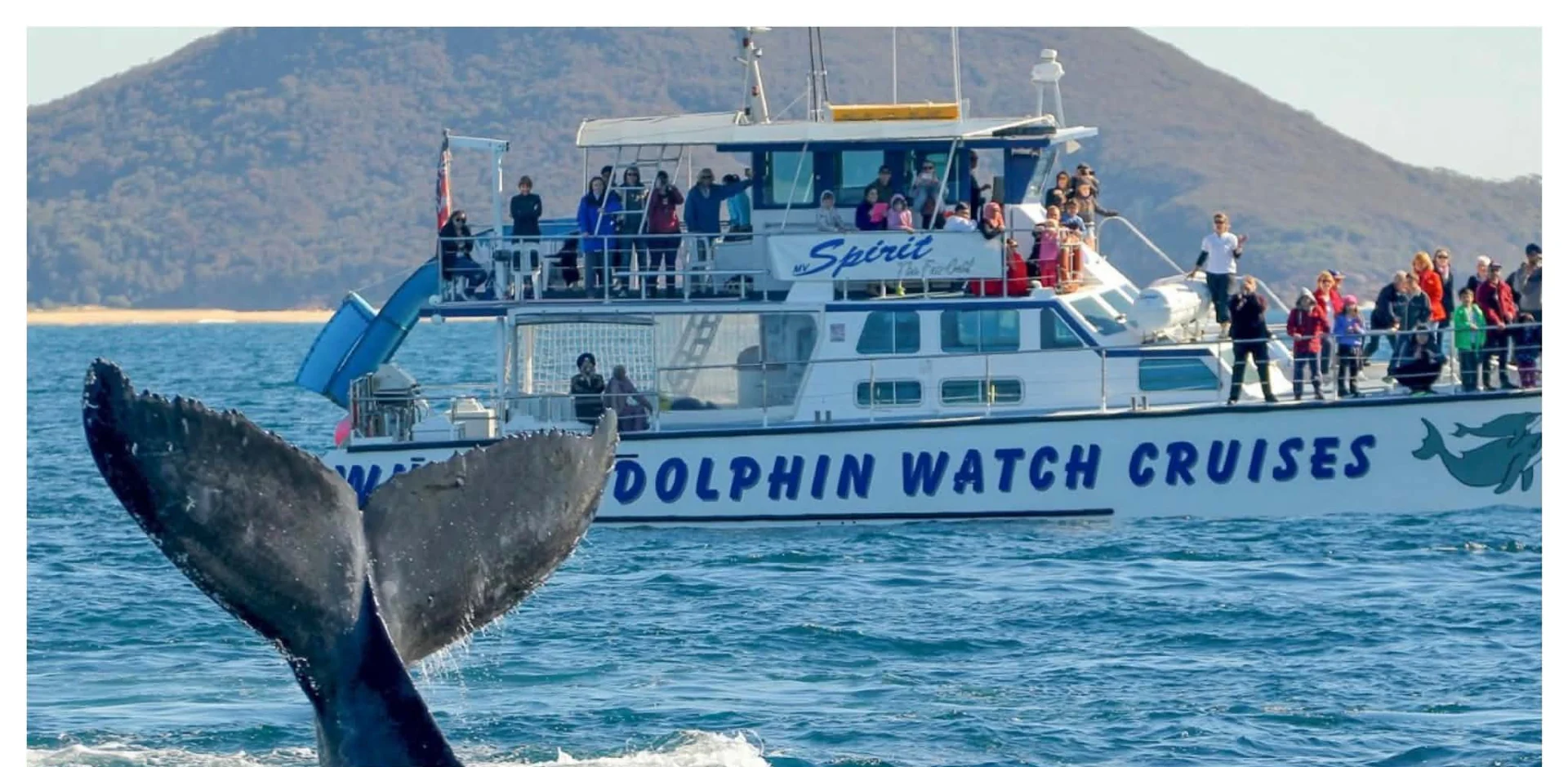 Dolphin & Whale Watching Cruises