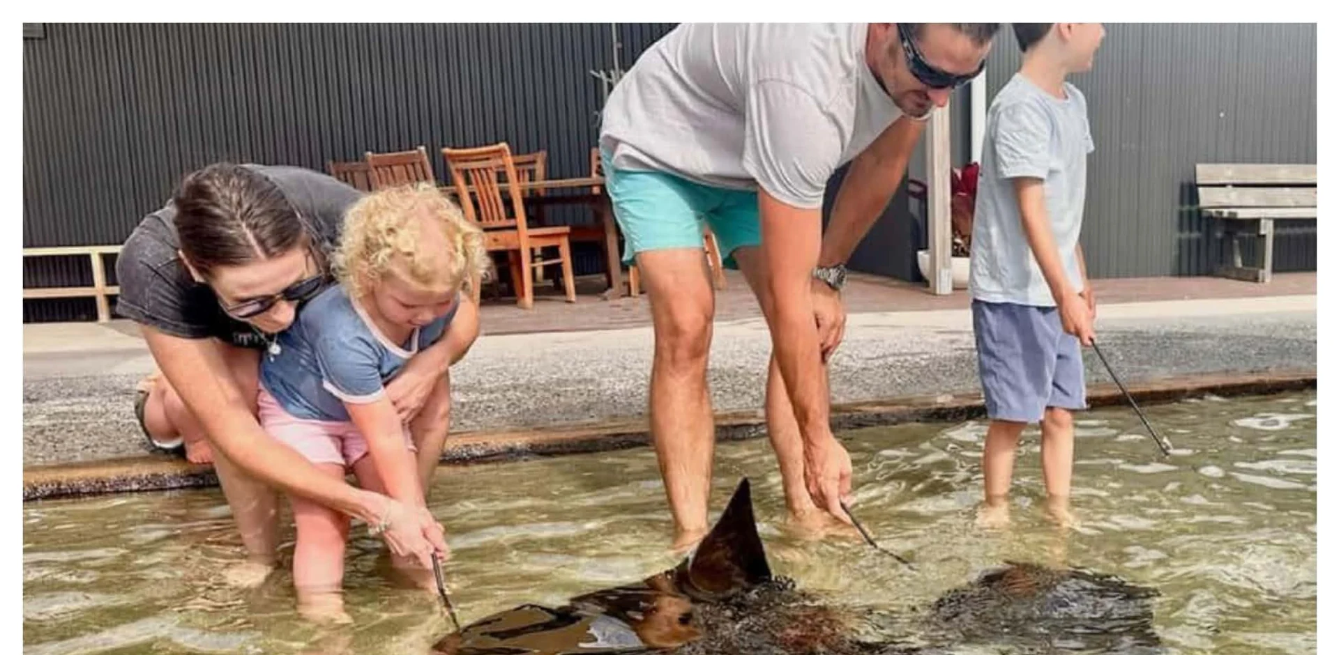 Irukandji Shark & Ray Encounters